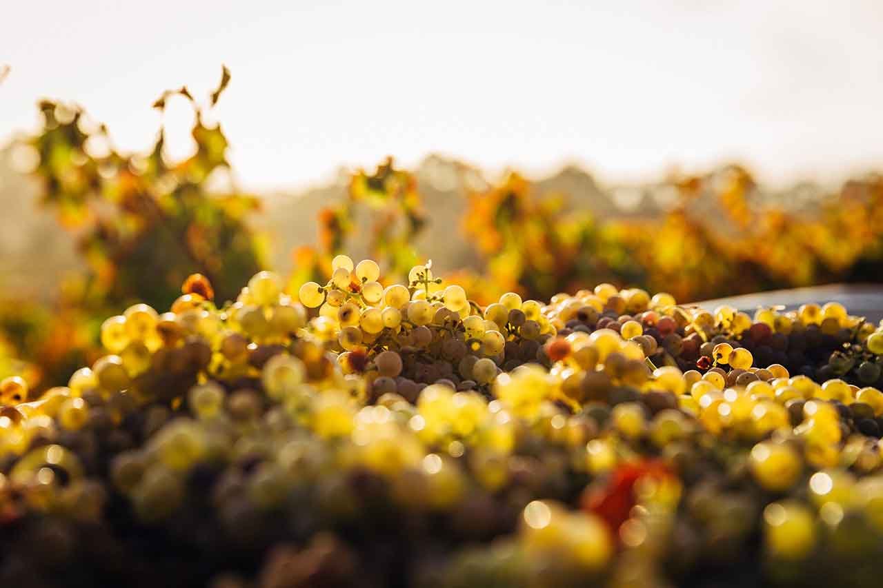 wine grapes  in the Barossa Valley