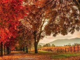 bright-autumn-festival