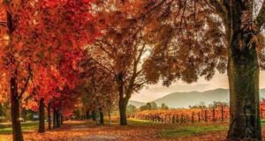 Bright Autumn Festival: A Colourful Celebration in Victoria’s High Country bright-autumn-festival