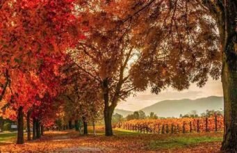 Bright Autumn Festival: A Colourful Celebration in Victoria’s High Country bright-autumn-festival