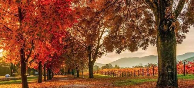 Bright Autumn Festival: A Colourful Celebration in Victoria’s High Country bright-autumn-festival