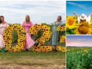 Kalbar Sunflower Festival: The Power of the Flower kalabar_sunflower_festival