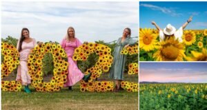 Kalbar Sunflower Festival: The Power of the Flower kalabar_sunflower_festival