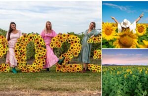 Kalbar Sunflower Festival: The Power of the Flower kalabar_sunflower_festival