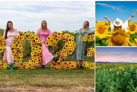 Kalbar Sunflower Festival: The Power of the Flower kalabar_sunflower_festival