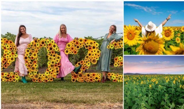 Kalbar Sunflower Festival: The Power of the Flower kalabar_sunflower_festival