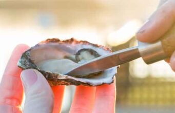 Music, Oysters, and More: Narooma Oyster Festival oyster_festival_banner