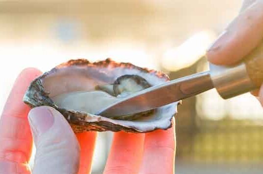 Music, Oysters, and More: Narooma Oyster Festival oyster_festival_banner
