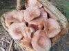 Oberon’s Annual From Field to Forest Festival wild_mushrooms_oberon