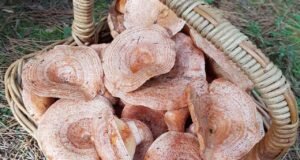 Oberon’s Annual From Field to Forest Festival wild_mushrooms_oberon