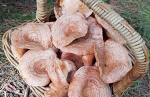 Oberon’s Annual From Field to Forest Festival wild_mushrooms_oberon