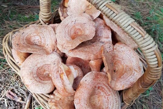 Oberon’s Annual From Field to Forest Festival wild_mushrooms_oberon